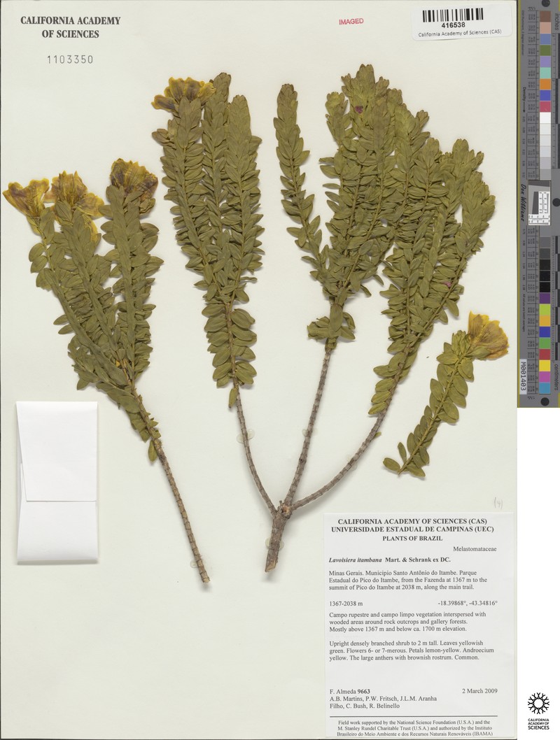 Microlicia itambana photo 2