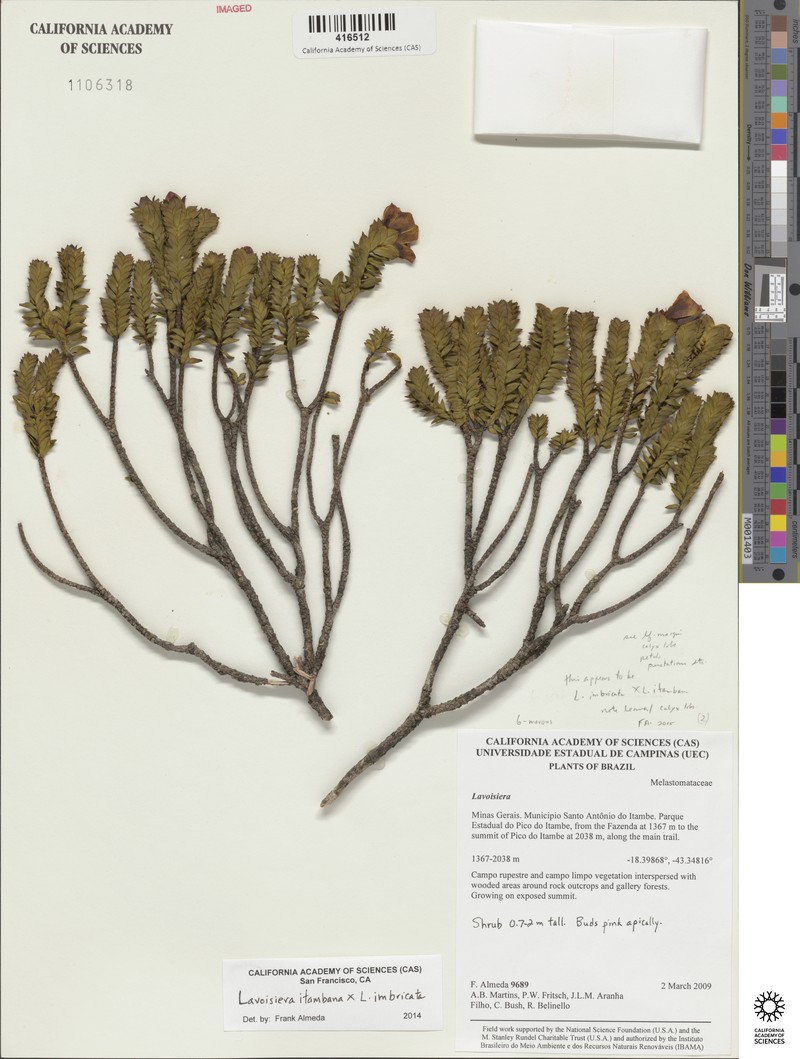 Microlicia itambana photo 3