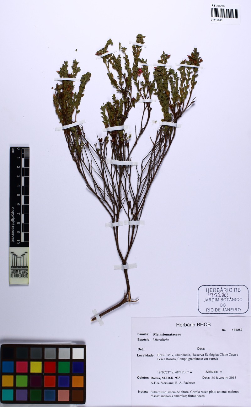 Microlicia johnwurdackiana photo 2