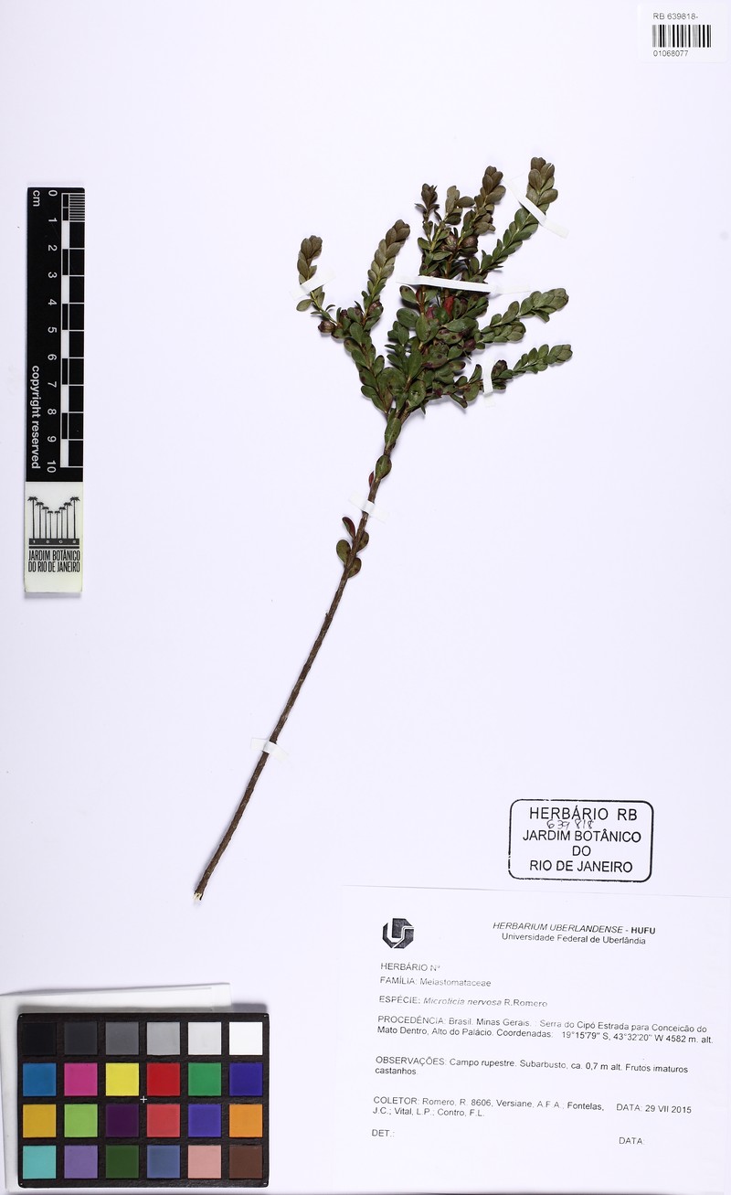 Microlicia karinae