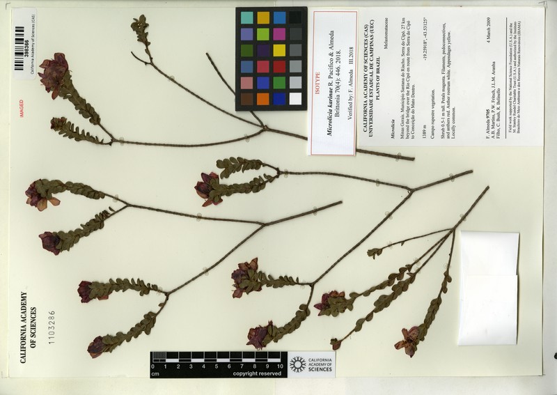 Microlicia karinae photo 2