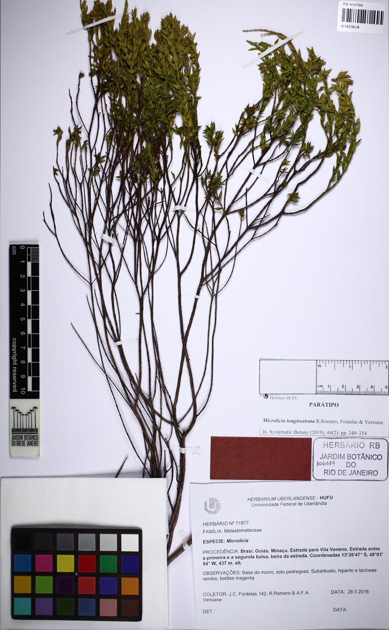 Microlicia longirostrata