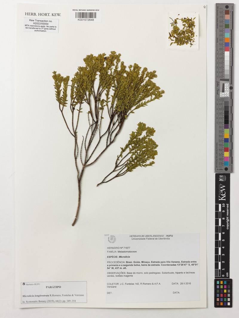 Microlicia longirostrata photo 2