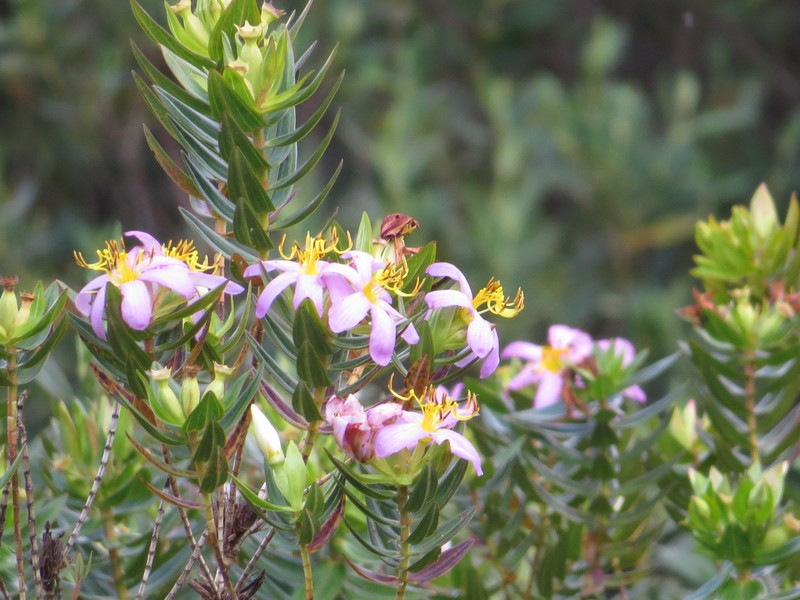 Microlicia macrantha photo 3