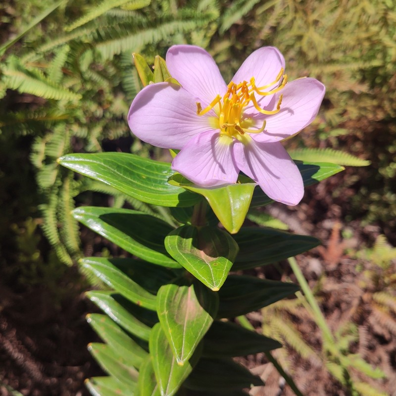 Microlicia macrantha photo 4