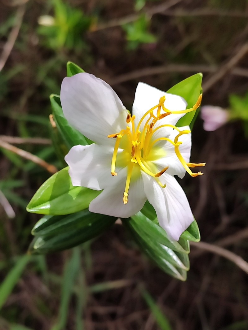 Microlicia macrantha photo 5