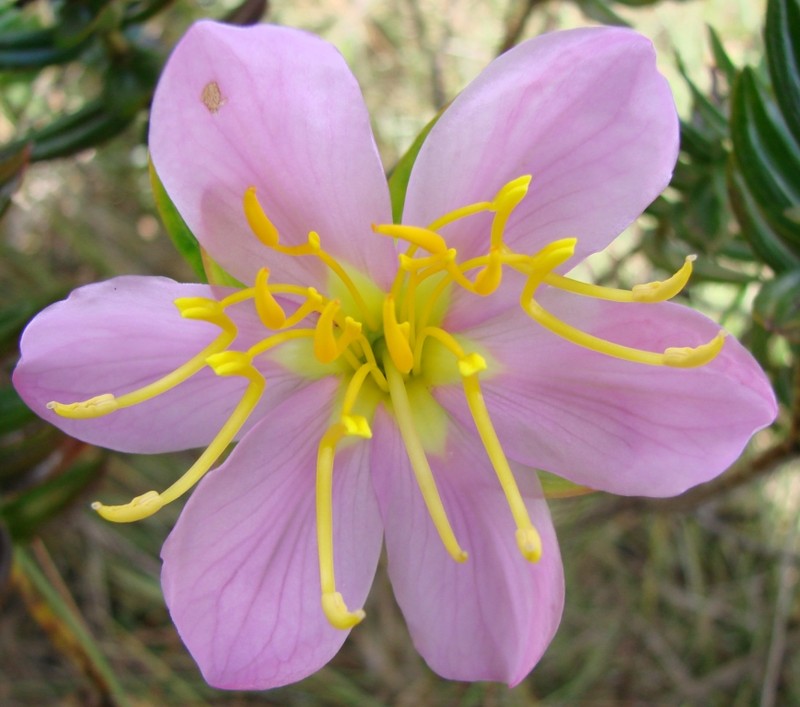 Microlicia macrantha