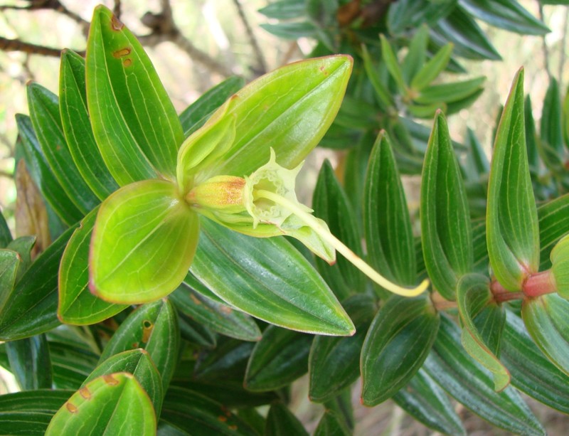 Microlicia macrantha photo 6