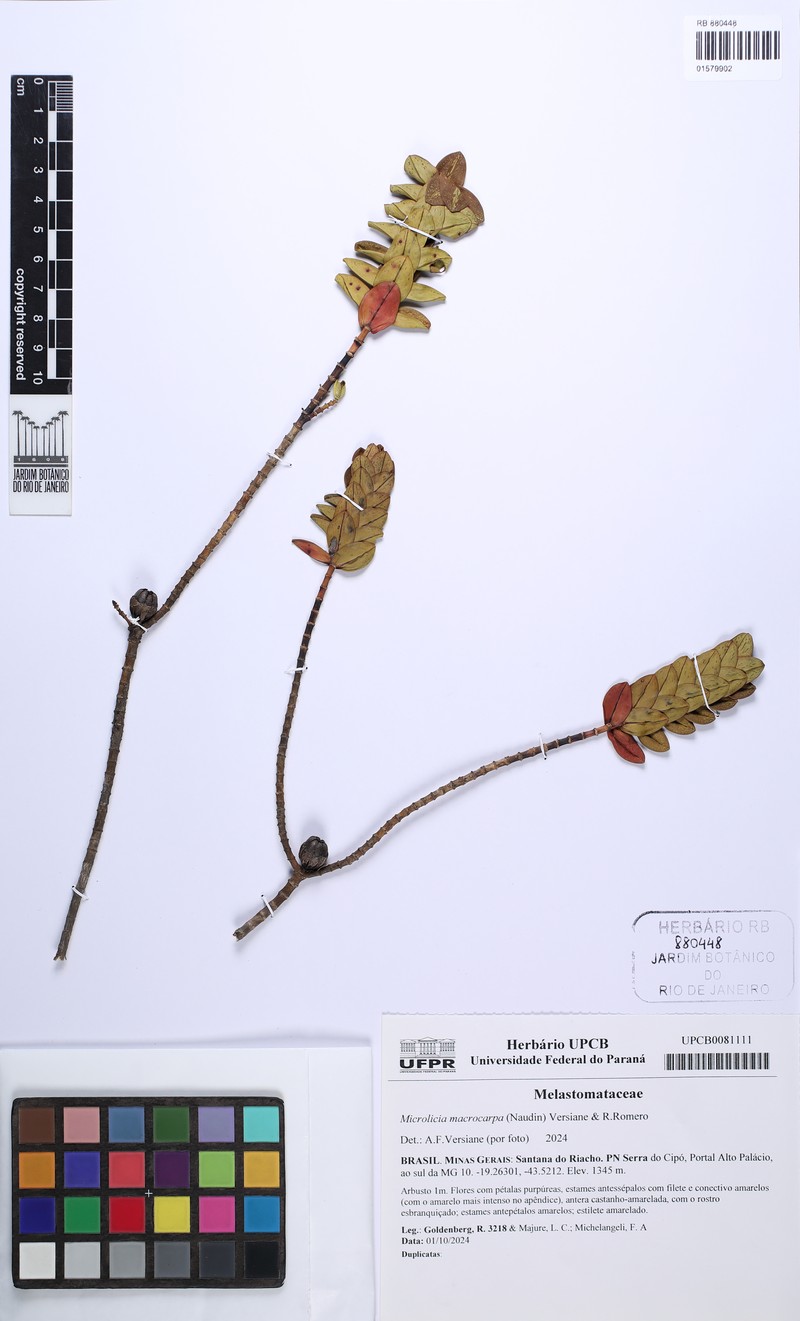 Microlicia macrocarpa