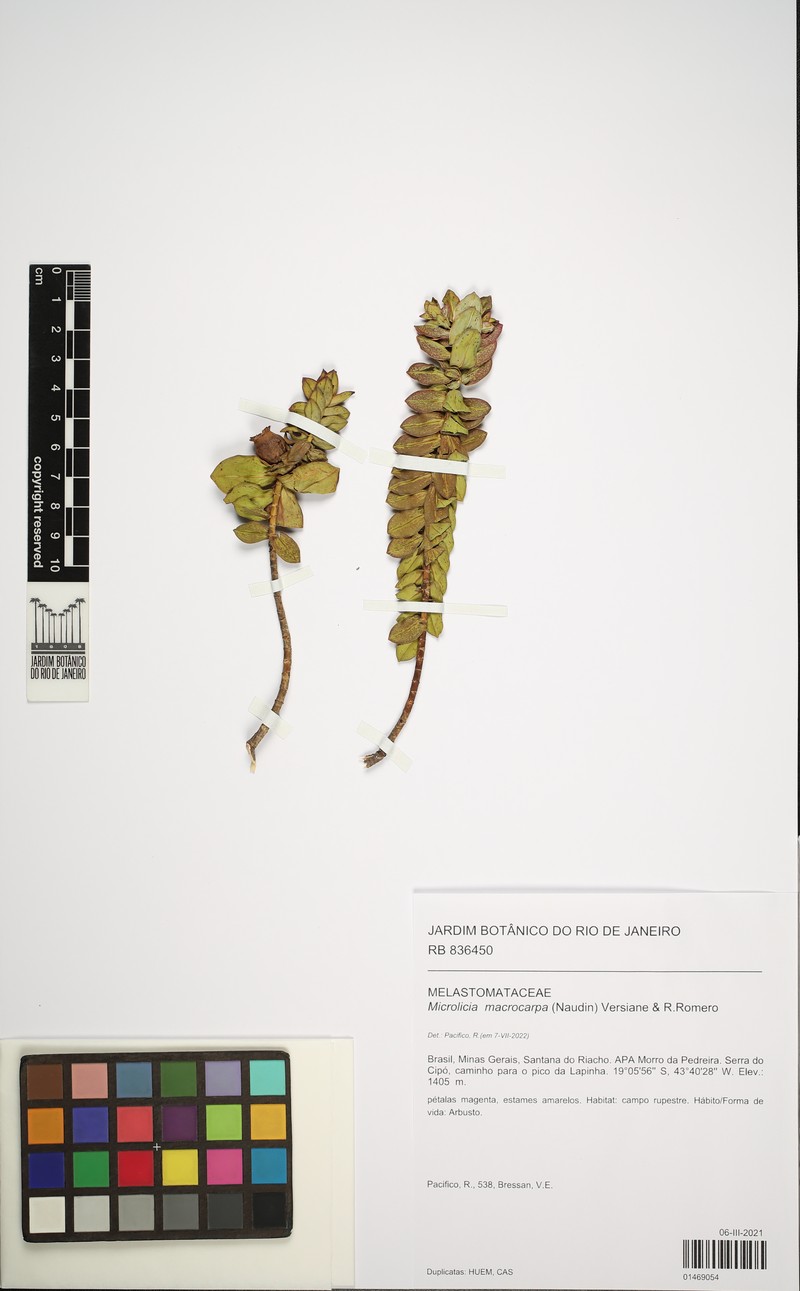 Microlicia macrocarpa photo 2