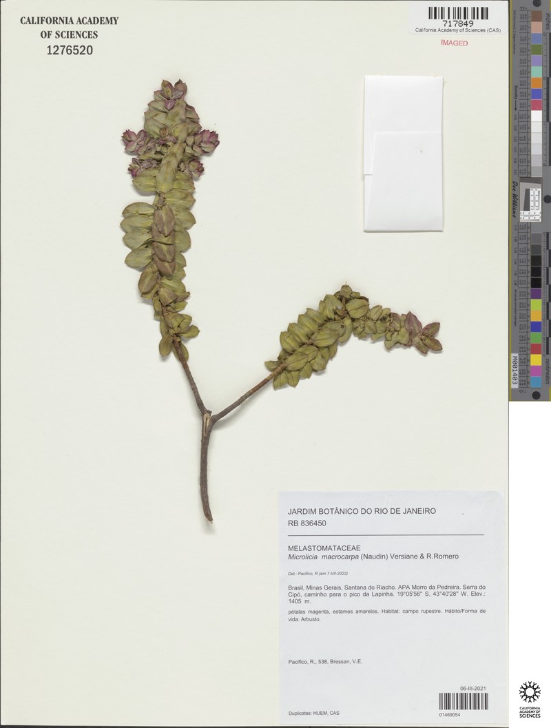 Microlicia macrocarpa photo 3