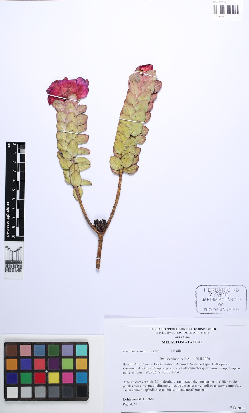 Microlicia macrocarpa photo 4