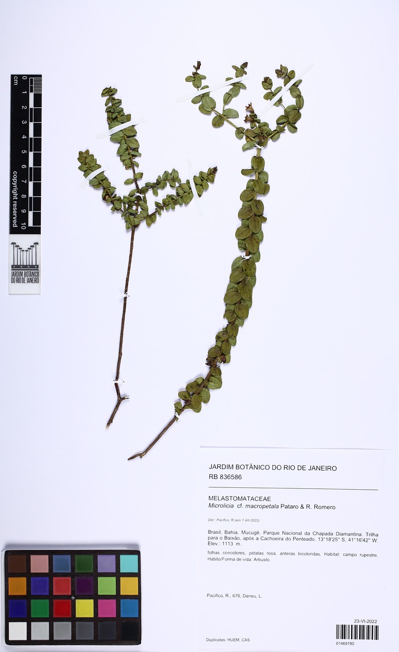 Microlicia macropetala
