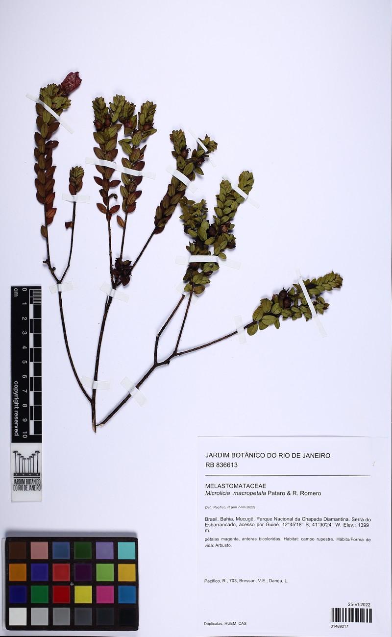 Microlicia macropetala photo 2
