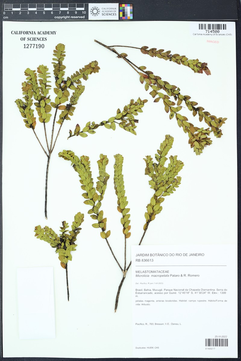 Microlicia macropetala photo 3