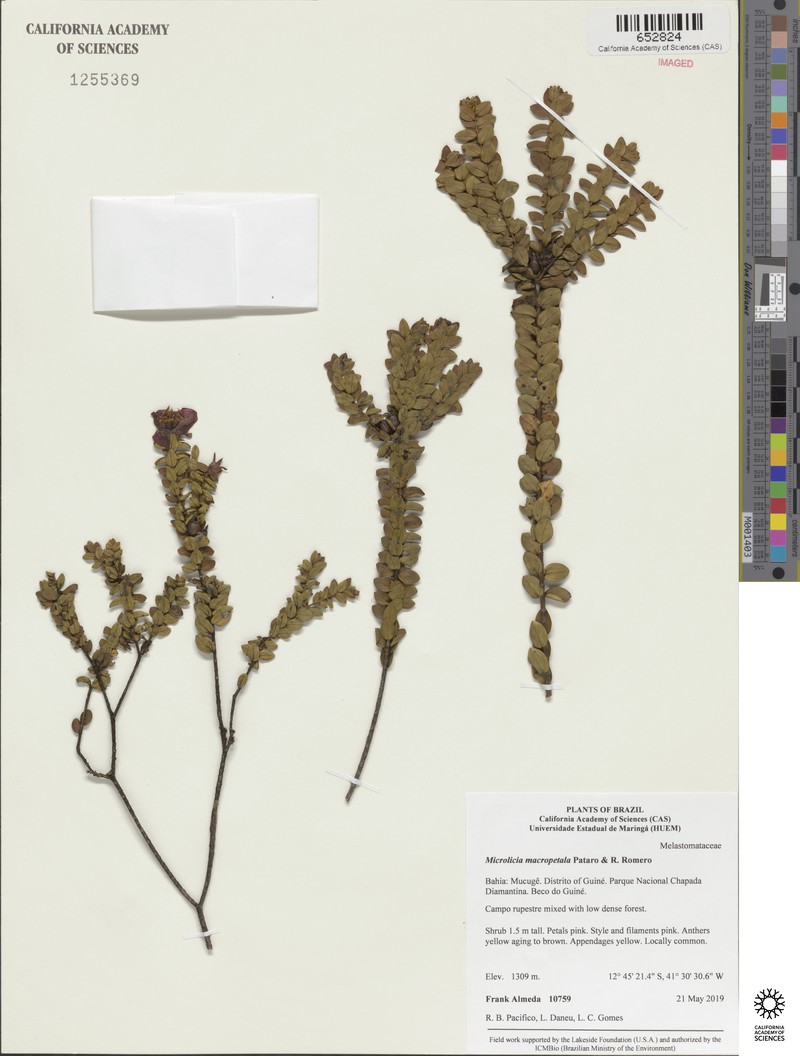Microlicia macropetala photo 4