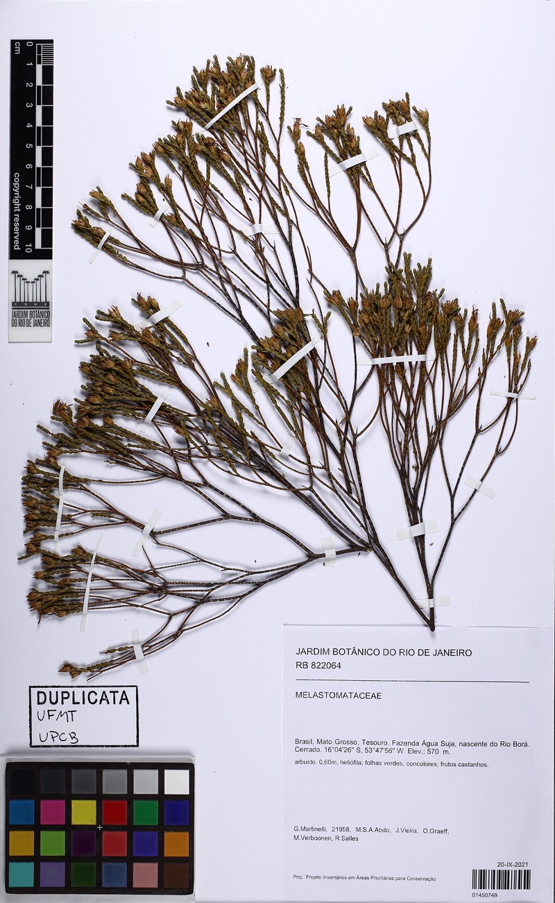 Microlicia matogrossensis