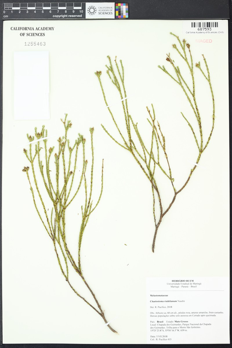 Microlicia matogrossensis photo 2