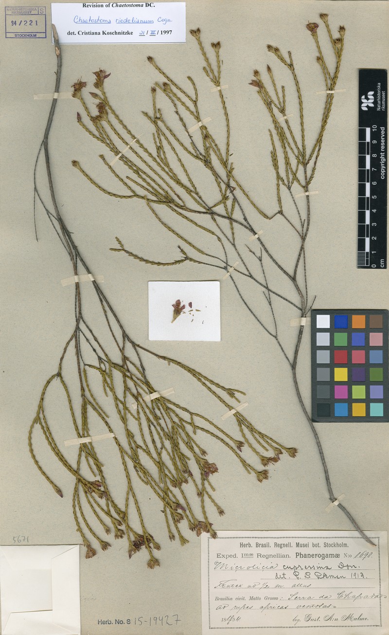 Microlicia matogrossensis photo 3