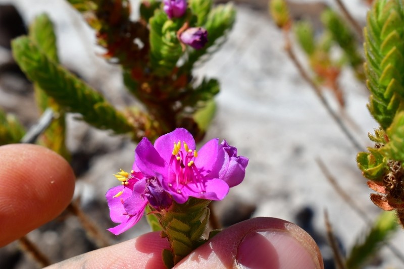 Microlicia maximowicziana