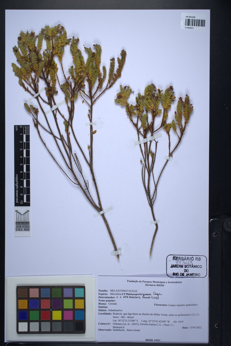 Microlicia maximowicziana photo 3