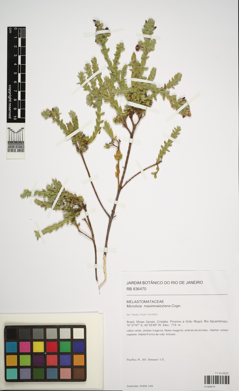 Microlicia maximowicziana photo 4