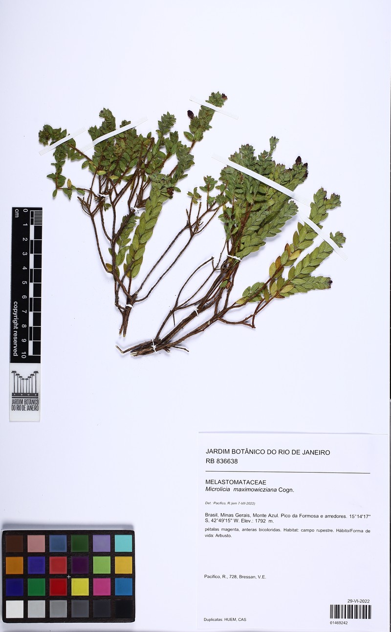 Microlicia maximowicziana photo 5