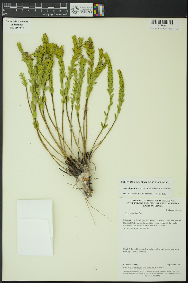 Microlicia minensis