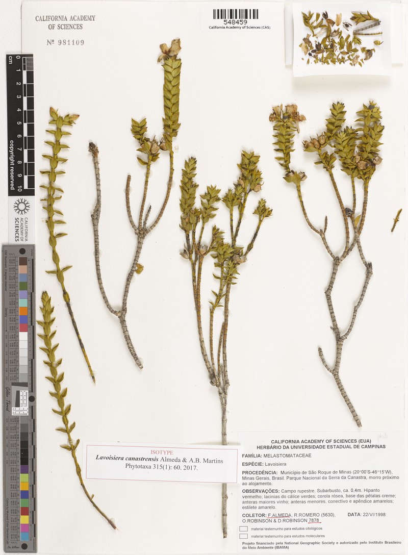 Microlicia minensis photo 2