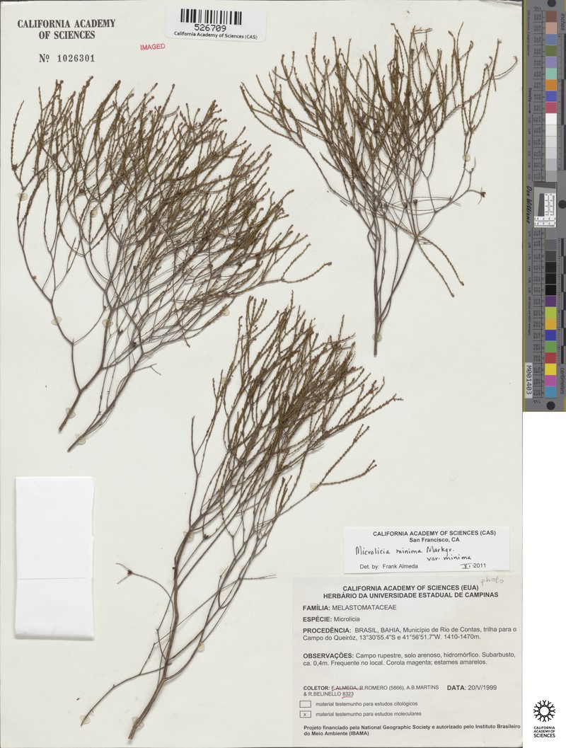 Microlicia minima var. minima