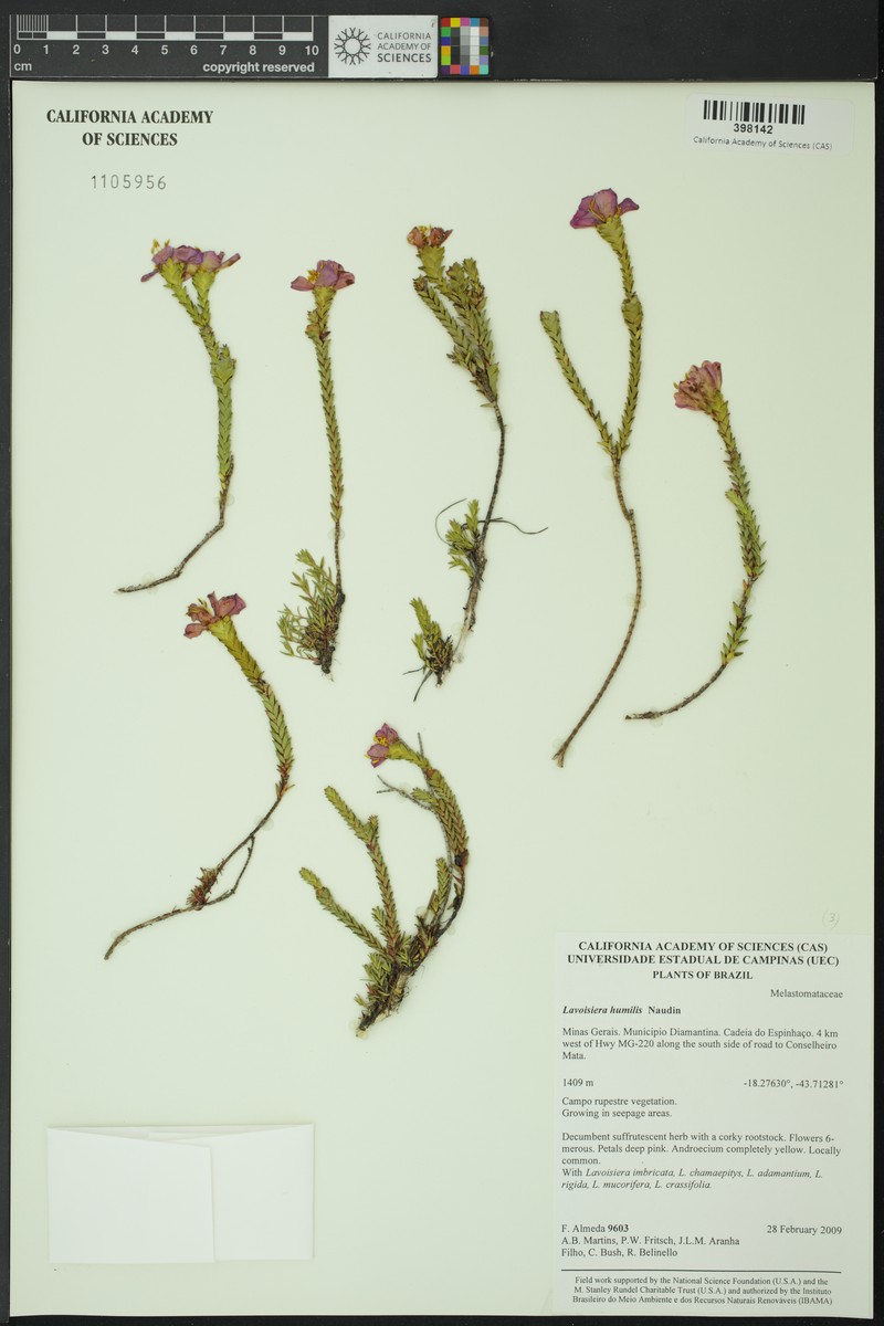 Microlicia minor