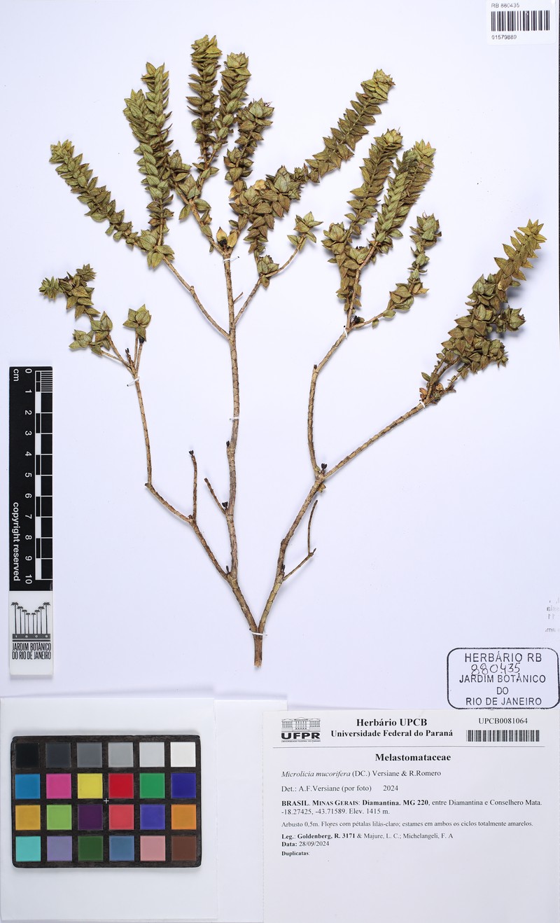 Microlicia mucorifera photo 3
