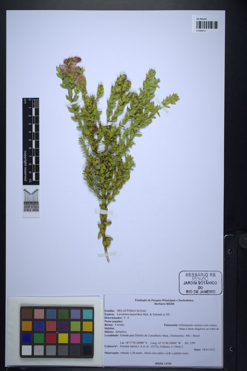 Microlicia mucorifera photo 4