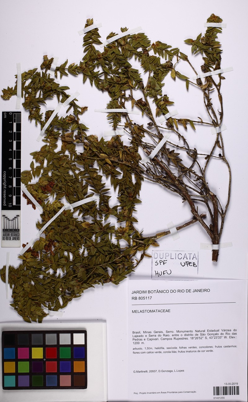 Microlicia mucorifera photo 5