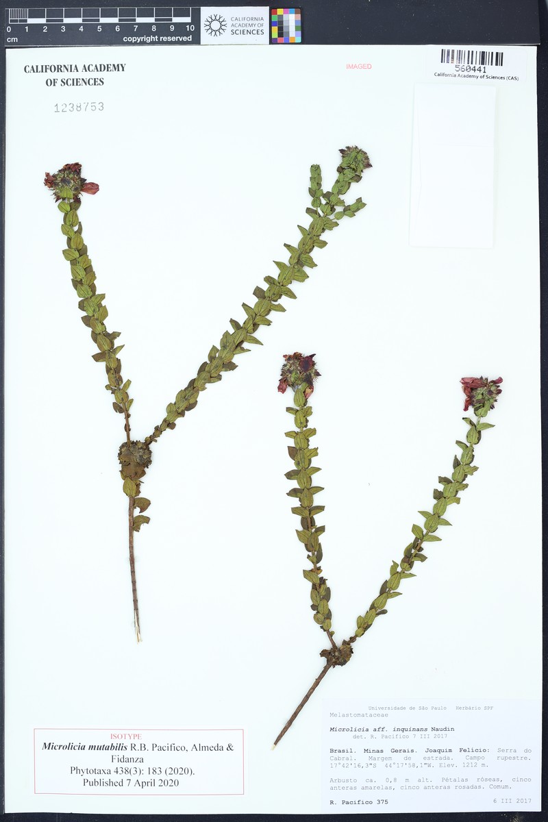 Microlicia mutabilis
