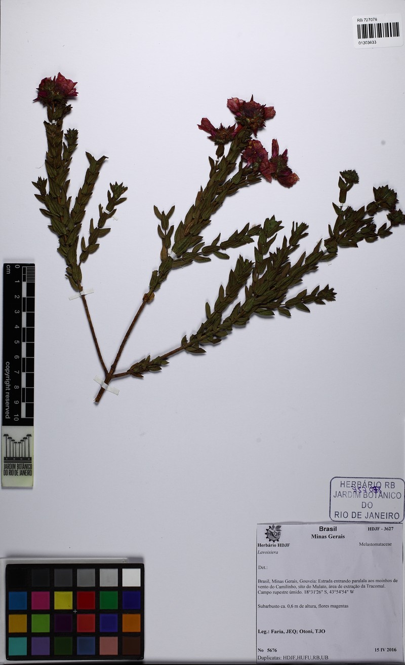 Microlicia mutabilis photo 2