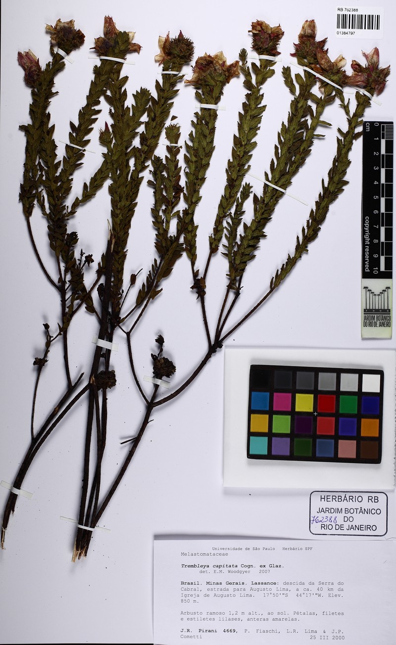 Microlicia mutabilis photo 3