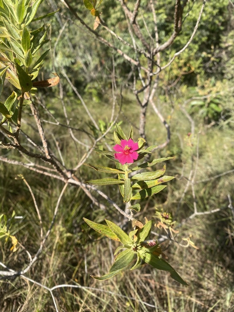 Microlicia neogracilis photo 2
