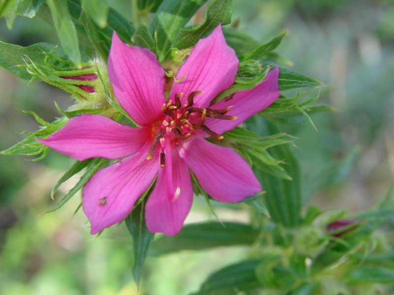 Microlicia neogracilis photo 3