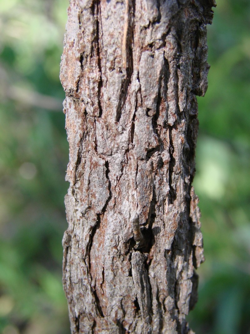 Microlicia neogracilis photo 4
