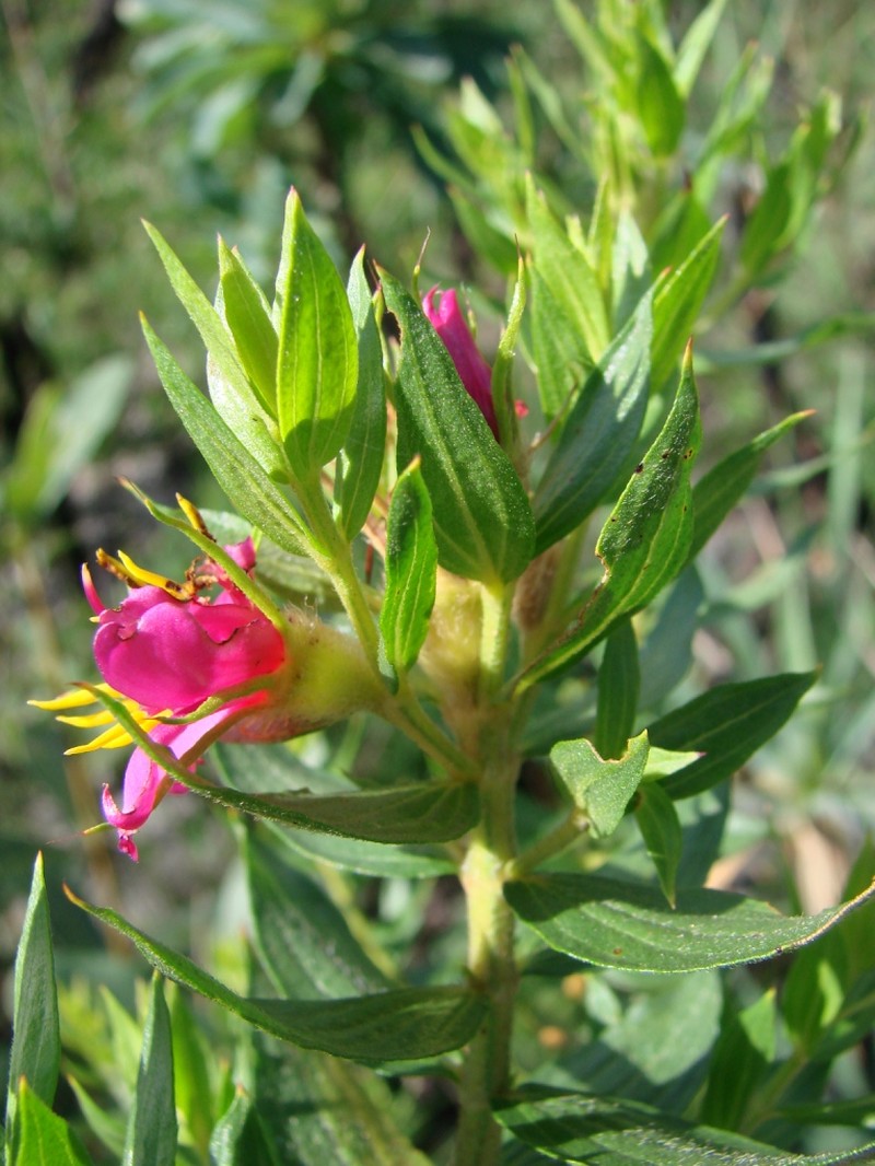 Microlicia neogracilis photo 5