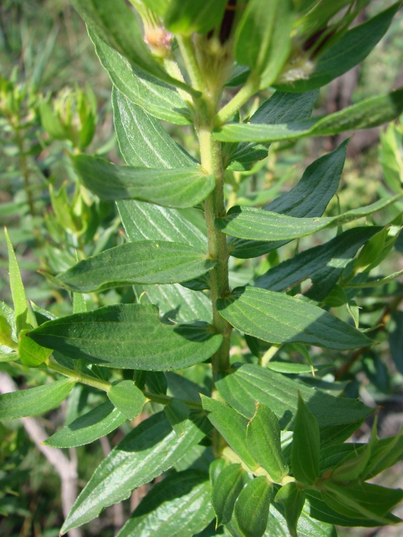 Microlicia neogracilis photo 6