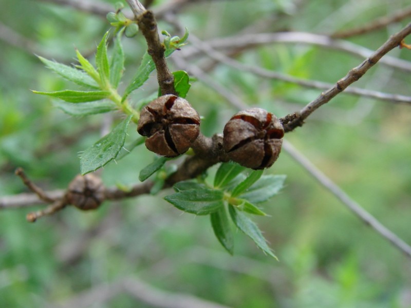 Microlicia neogracilis photo 7