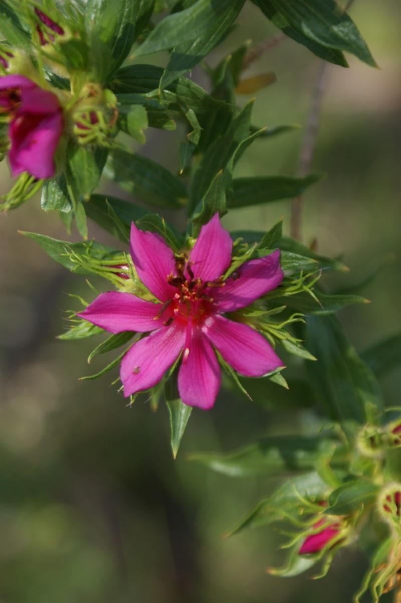 Microlicia neogracilis photo 8