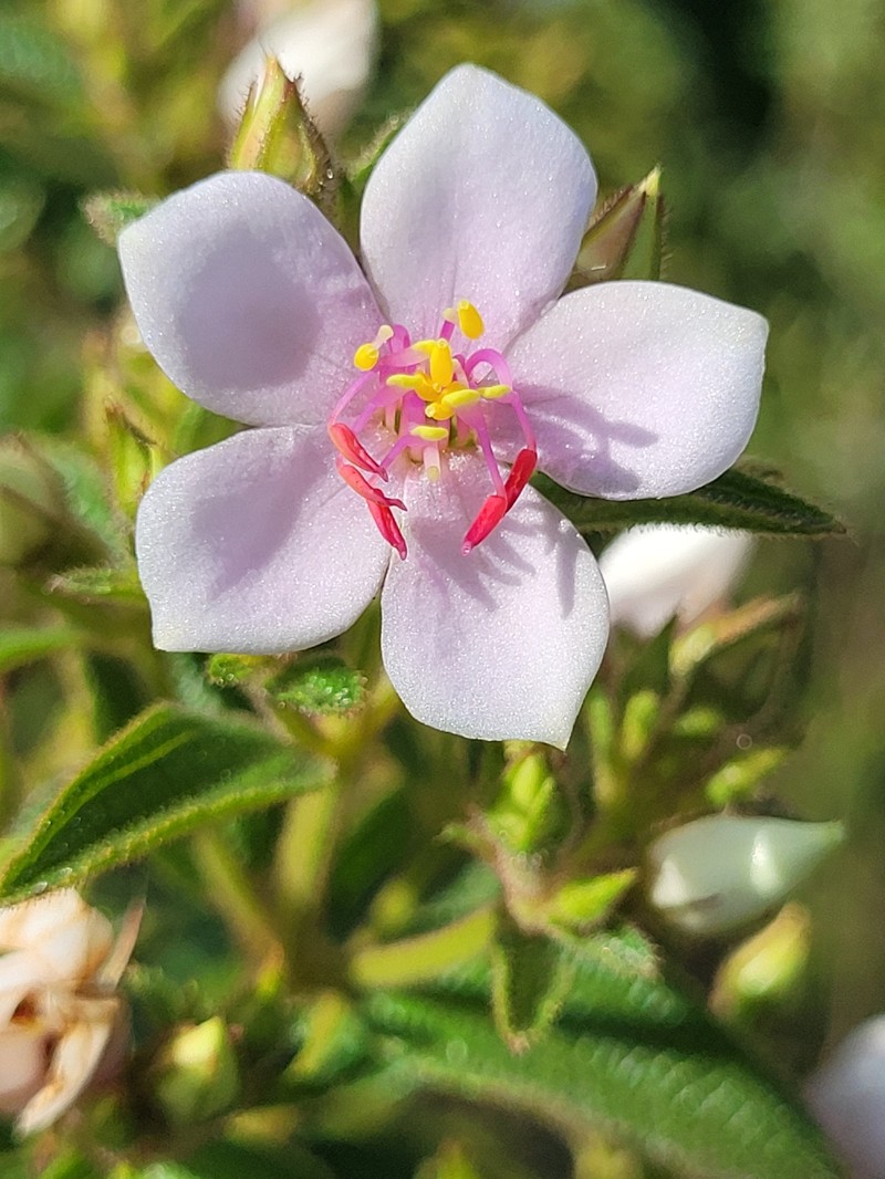 Microlicia neopyrenaica photo 2