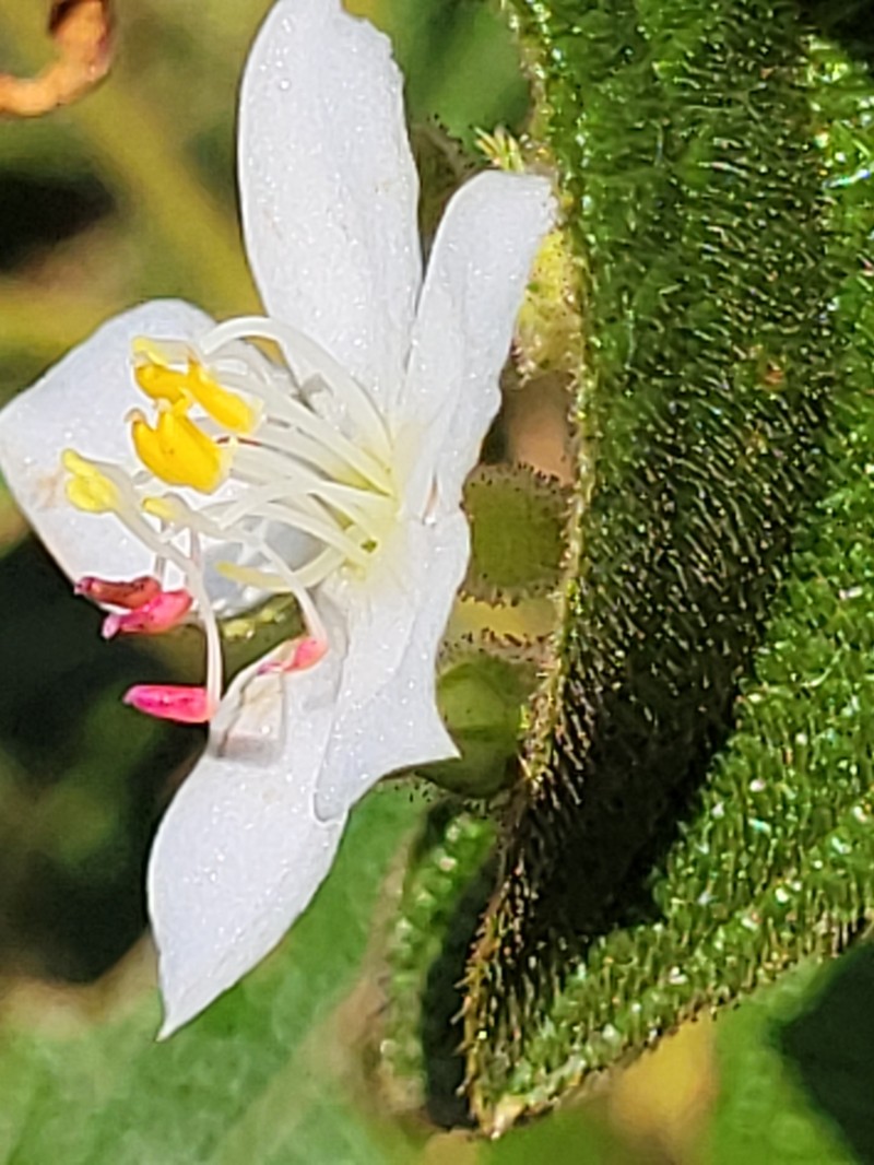Microlicia neopyrenaica photo 3