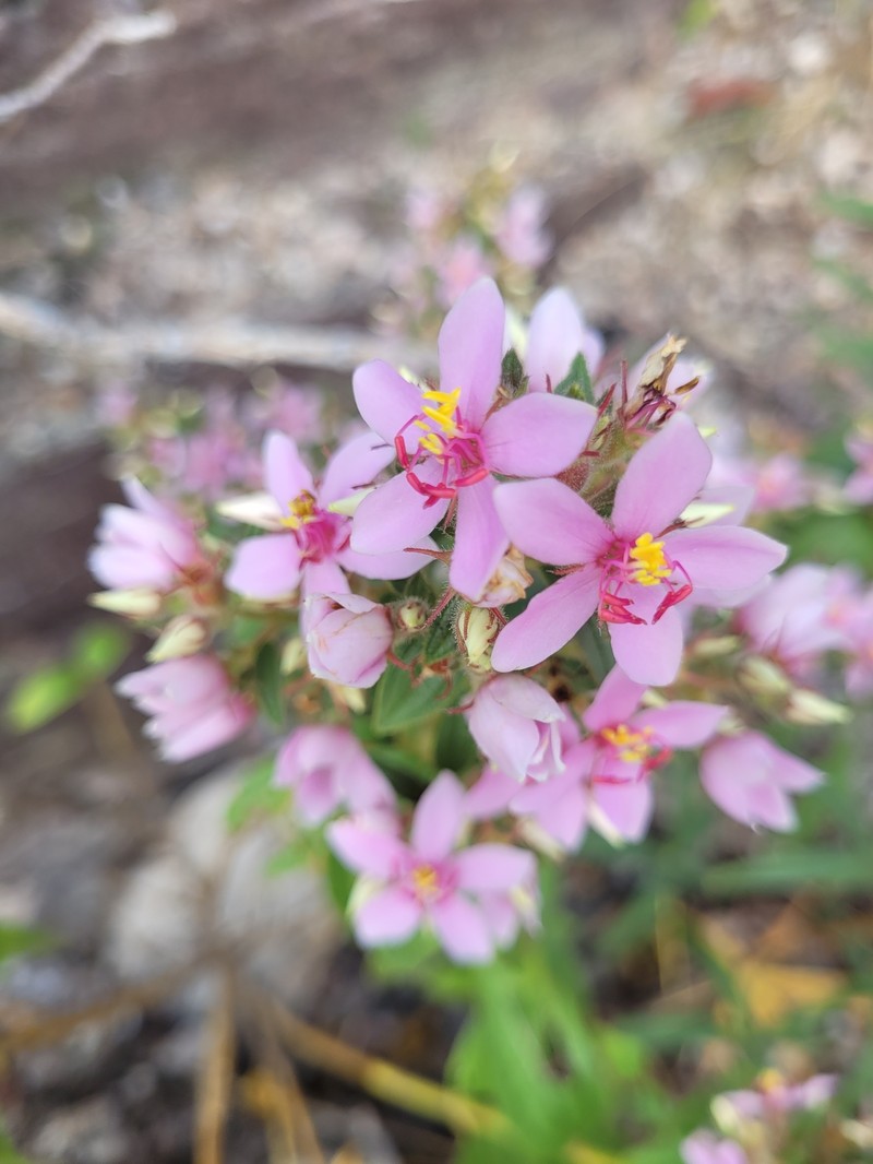 Microlicia neopyrenaica photo 4