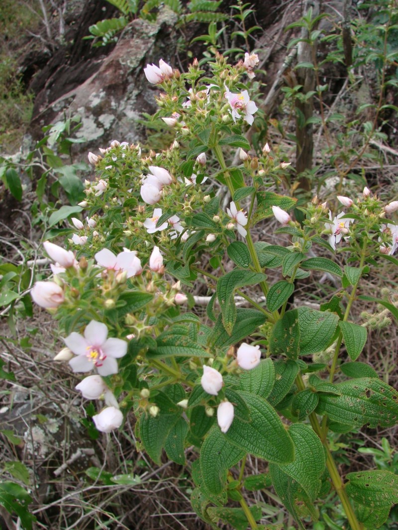 Microlicia neopyrenaica