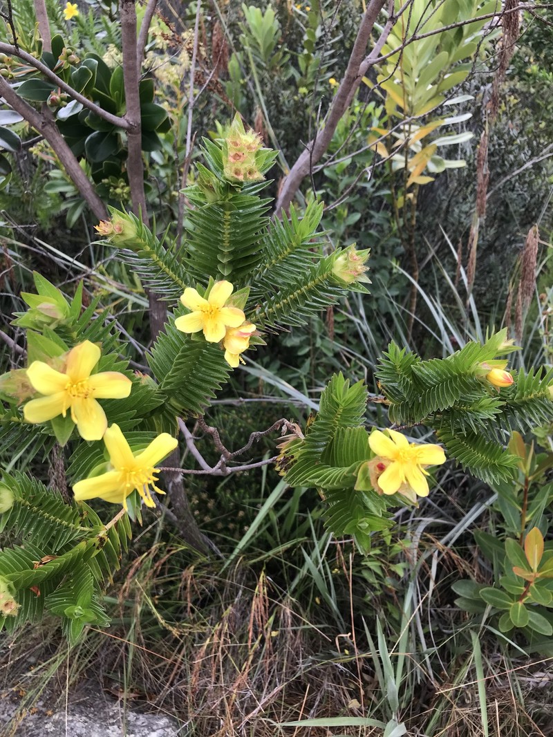 Microlicia nervulosa