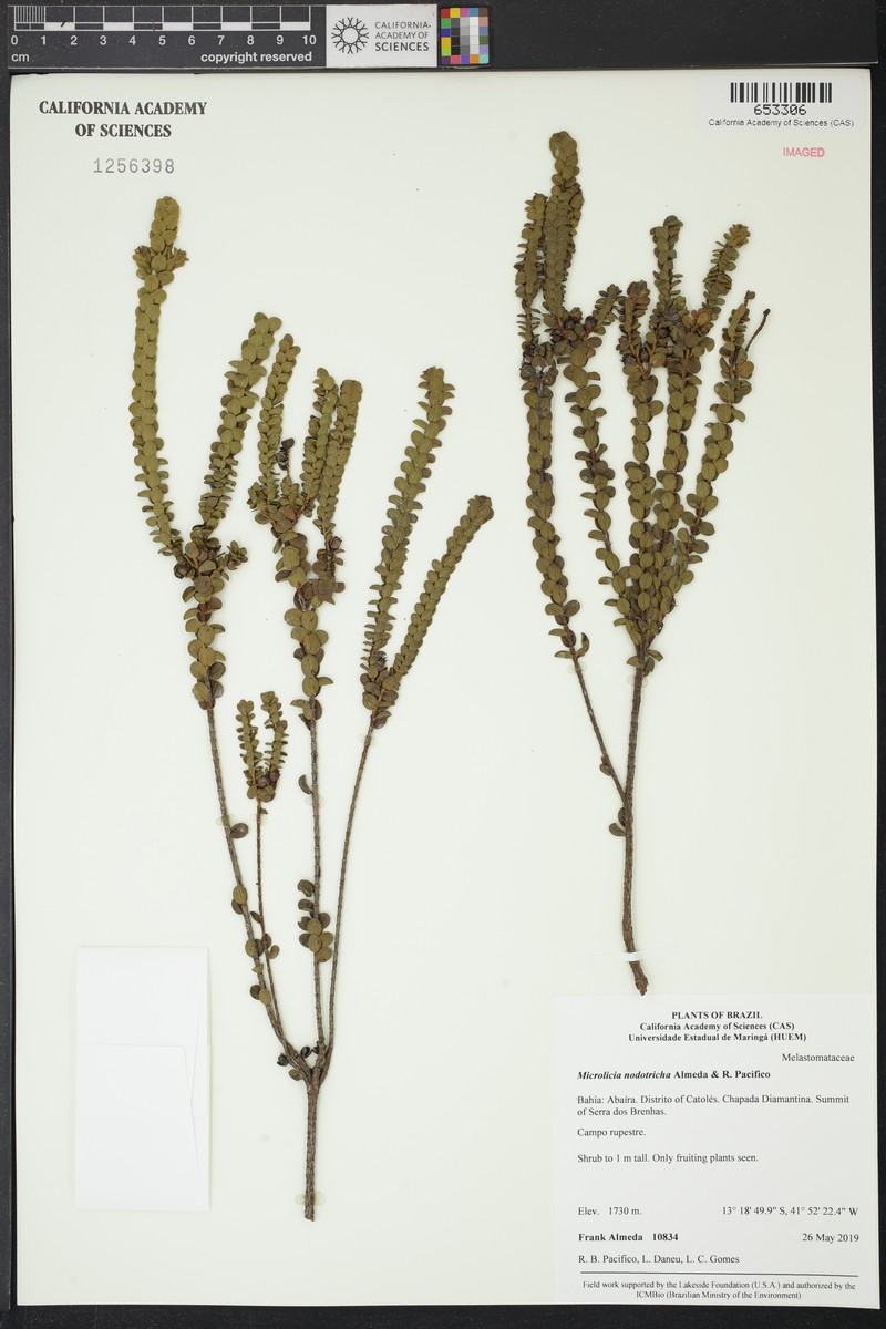 Microlicia nodotricha
